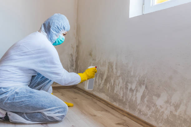 Licensed Black Mold Remediation service in Hamilton, TX - 24 Hour Mold Removal