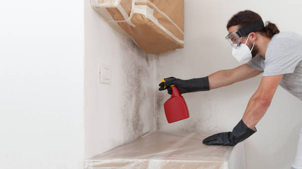 Professional Black Mold Remediation technician working in Hamilton, TX