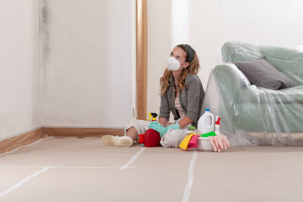 Reliable Black Mold Remediation contractor in Hamilton, TX by 24 Hour Mold Removal