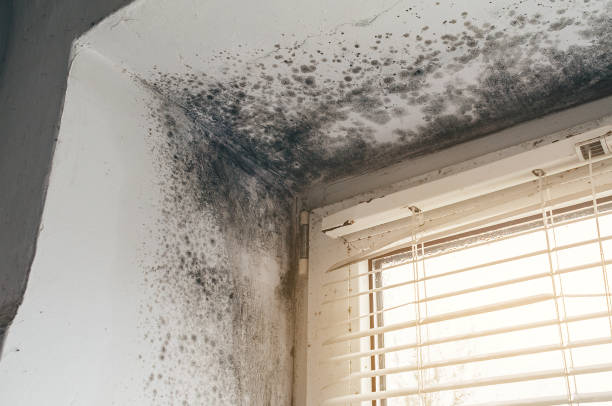Affordable Black Mold Remediation solutions in Hamilton, TX